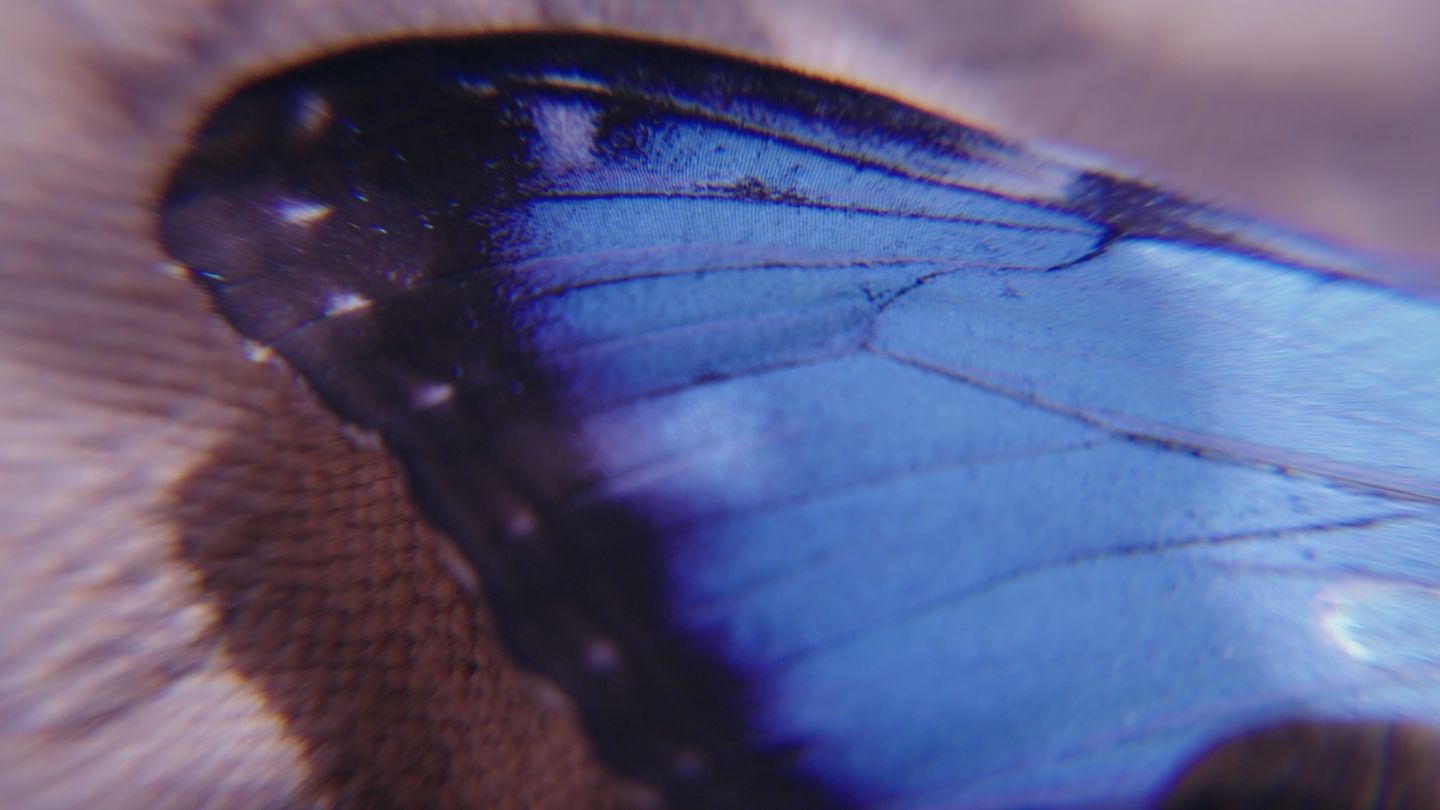 Ala de mariposa azul en primerísimo plano.